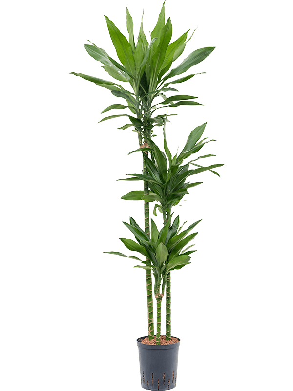 Easy-Care Corn Plant Dracaena fragrans 'Janet Lind' Tall Indoor House Plants Trees