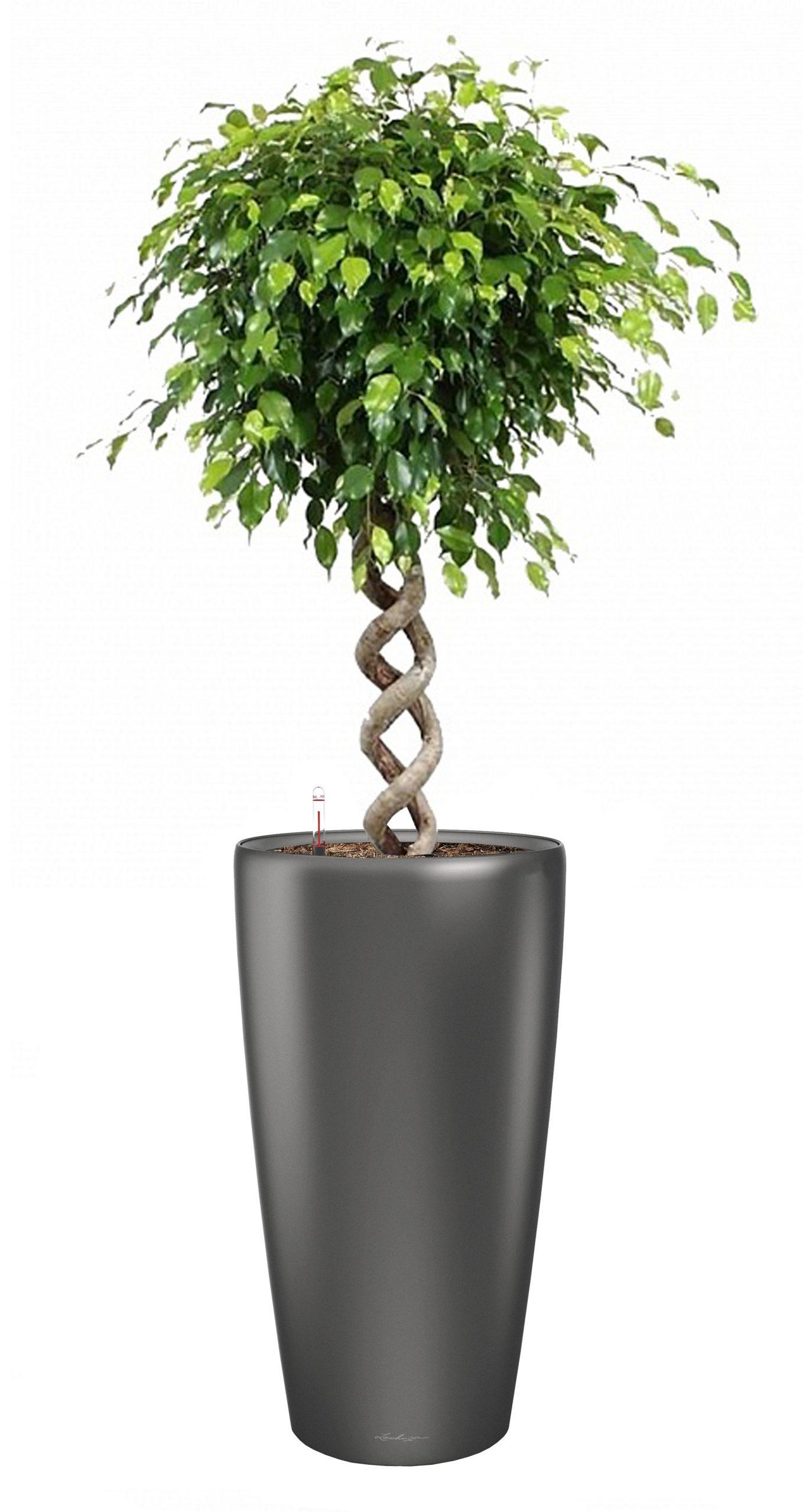 Ficus Benjamina Exotica with Double Spiral Stem in LECHUZA RONDO Self-watering Planter, Total Height