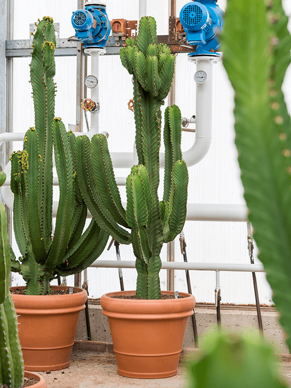 Photogenic Cowboy Cactus Euphorbia ingens Indoor House Plants