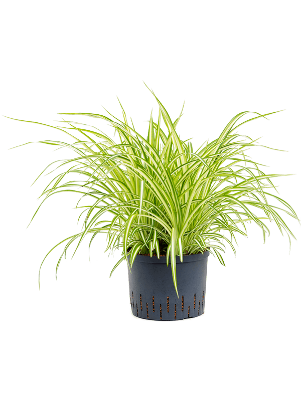 Cheerful Spider Plant Chlorophytum comosum 'Variegatum' Spider Plant Indoor House Plants