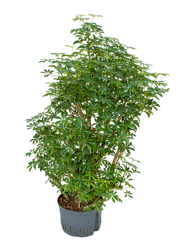 Easy-Care Umbrella Tree Schefflera arboricola 'Luseana' Indoor House Plants