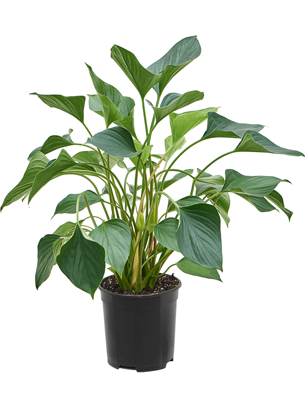Lush Queen of Hearts Homalomena emerald red Indoor House Plants