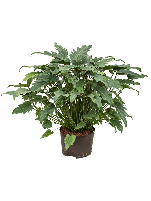 Lush Heart-Leaf Philodendron 'Xanadu' Indoor House Plants