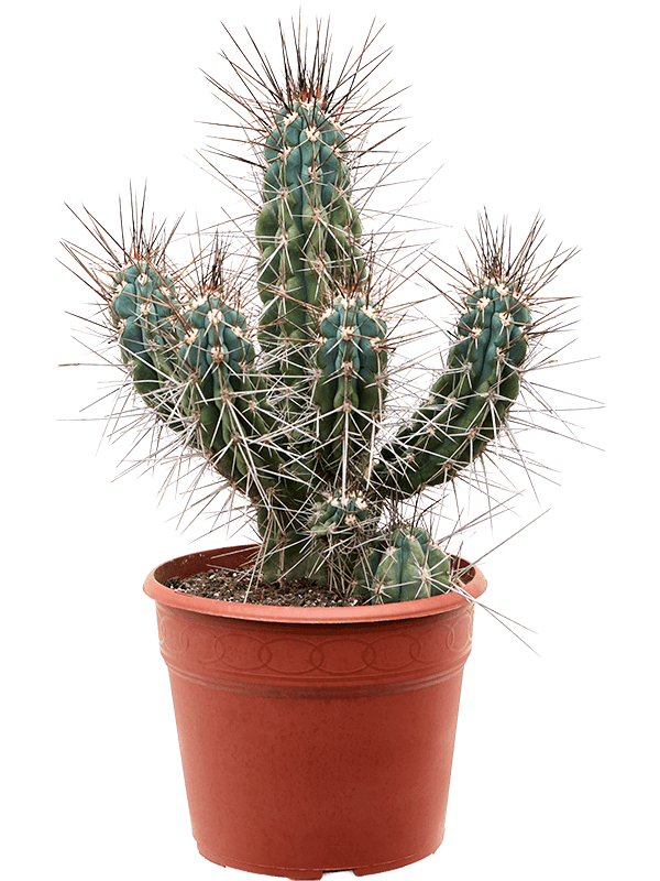Photogenic Toothpick Cactus Stetsonia coryne Indoor House Plants