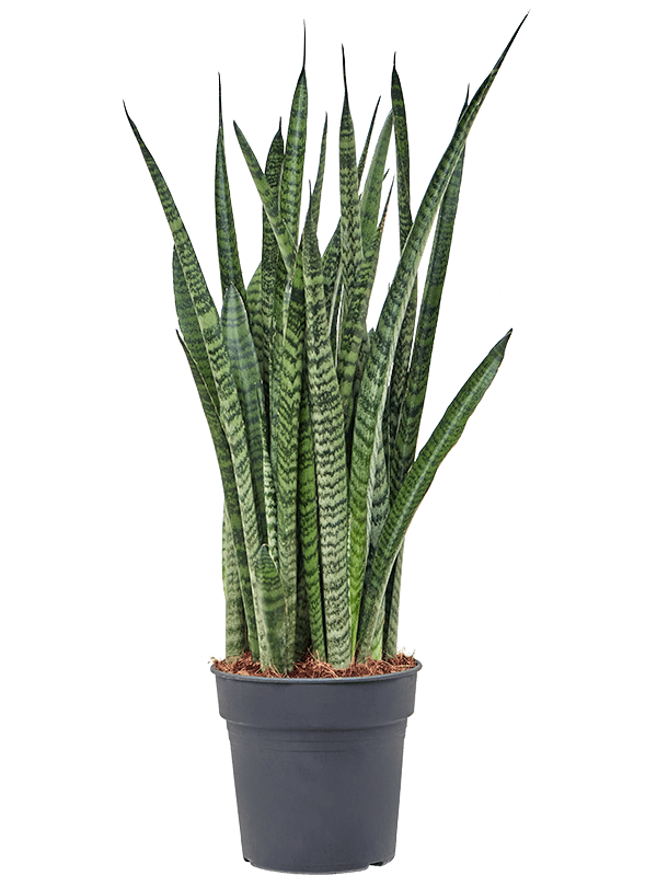 Easy-Care Snake Plant Sansevieria zeylanica 'Narrow' Indoor House Plants