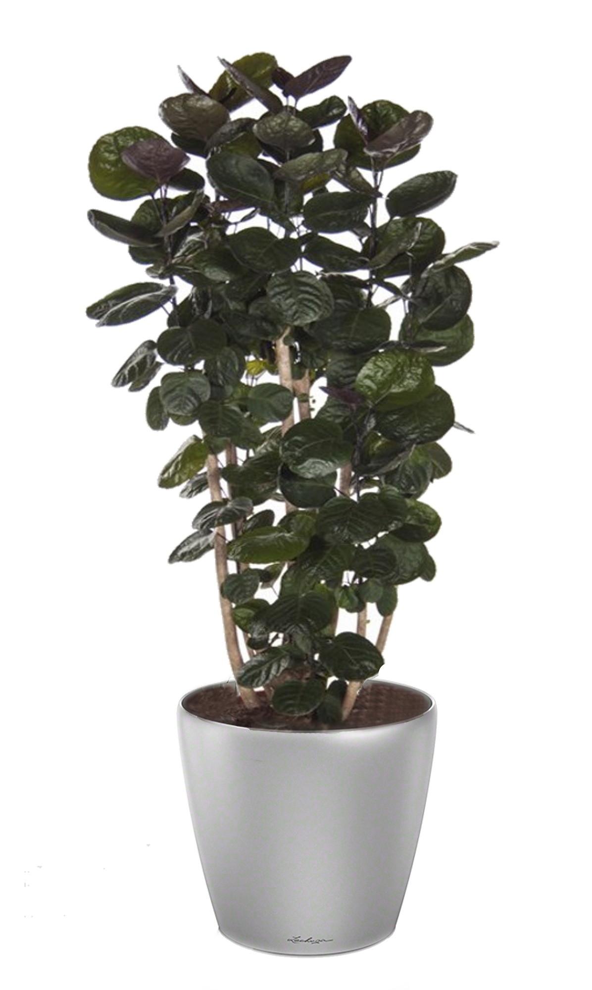 Polyscias Scutellaria in LECHUZA CLASSICO LS 43 Self-watering Planter, Total Height 160 cm