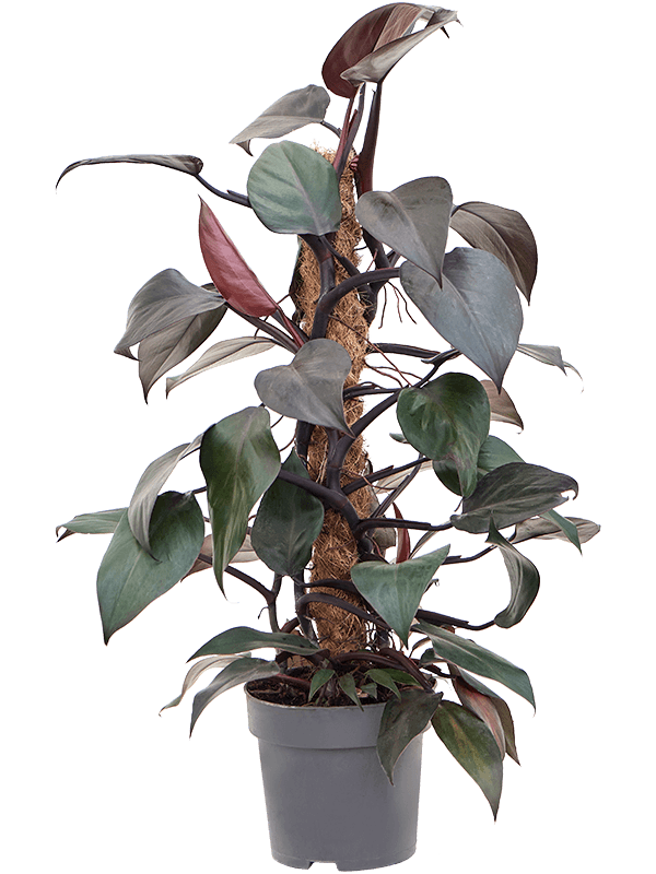 Lush Heart-Leaf Philodendron 'New Red' Indoor House Plants