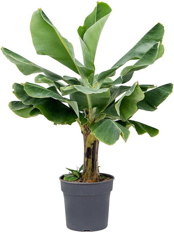 Lush Banana Plant Musa 'Dwarf Cavendish' Tall Indoor House Plants Trees