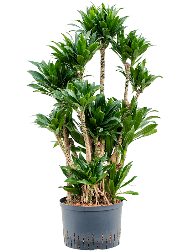 Easy-Care Corn Plant Dracaena fragrans 'Compacta' Indoor House Plants