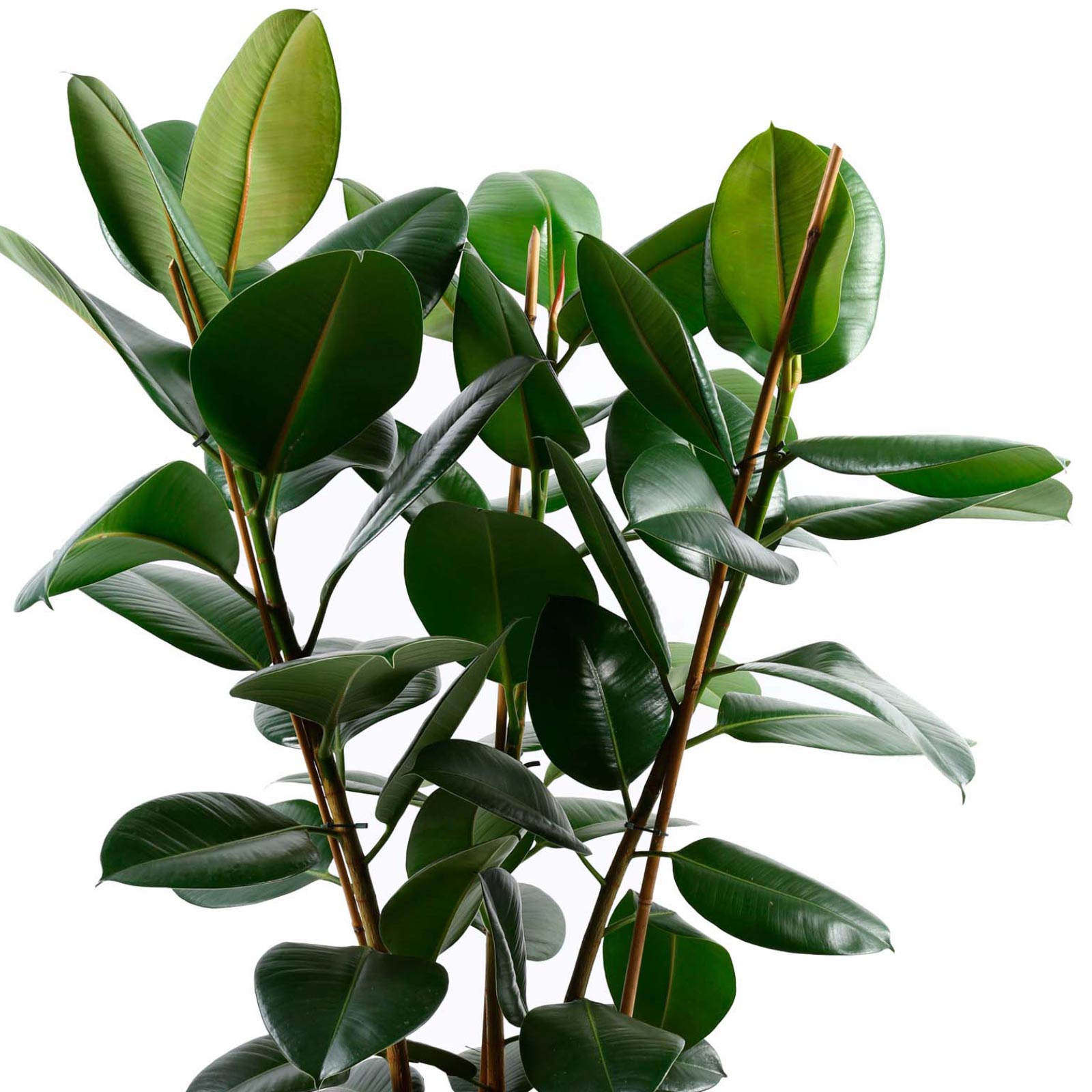 Lush Rubber Plant Ficus elastica 'Robusta' Indoor House Plants