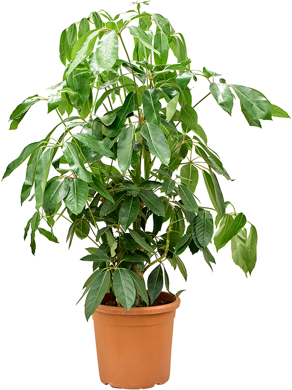 Cheerful Umbrella Tree Schefflera actinophylla 'Amate' Indoor House Plants