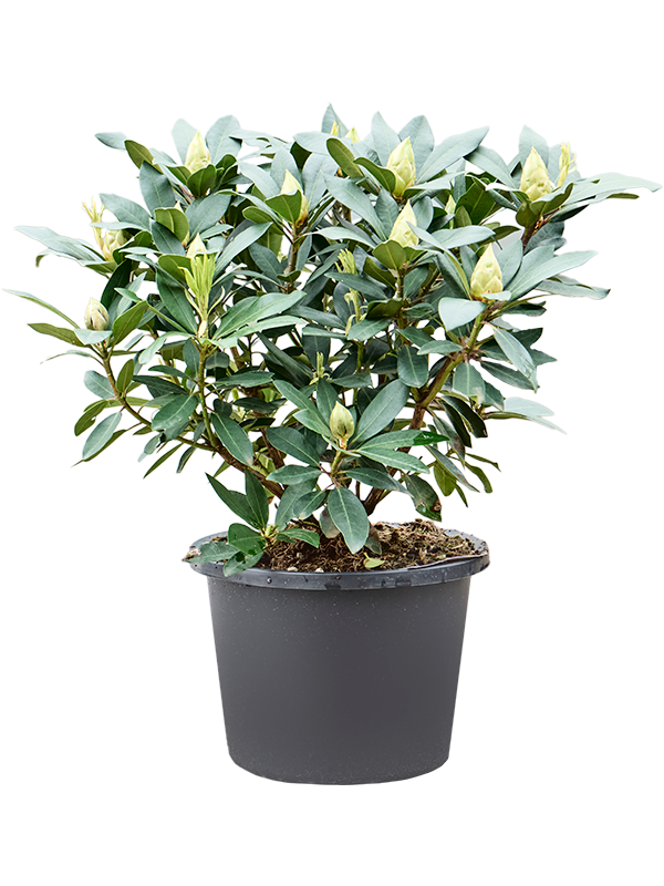 Rhododendron 'Karl Naue'