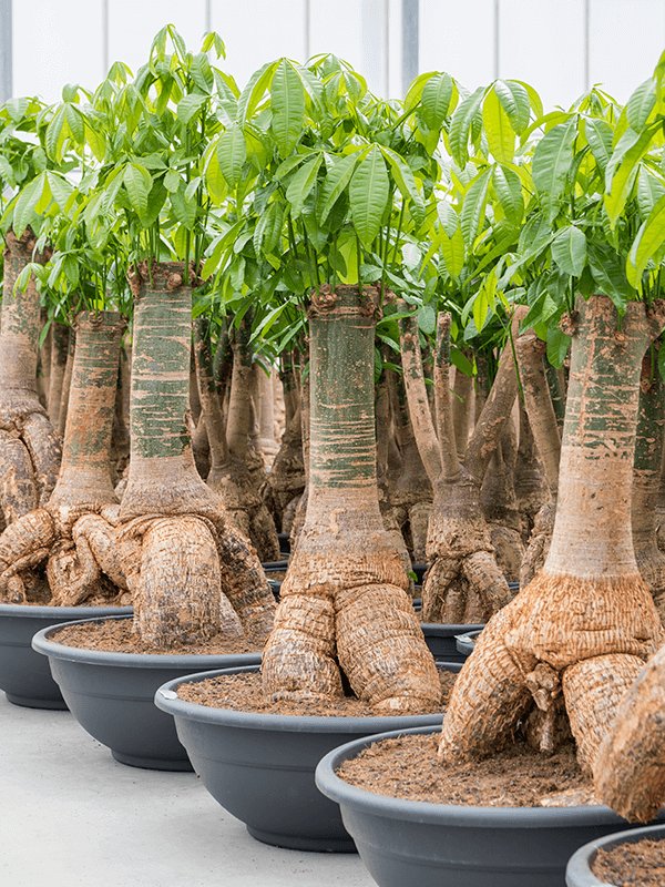 Insta-friendly Money Tree Pachira aquatica Tall Indoor House Plants Trees