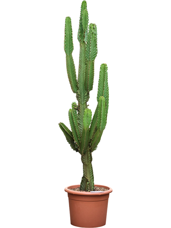 Photogenic Cowboy Cactus Euphorbia ingens (110-150) Indoor House Plants