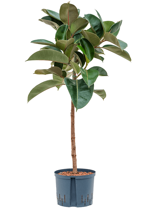 Lush Rubber Plant Ficus elastica 'Robusta' Indoor House Plants