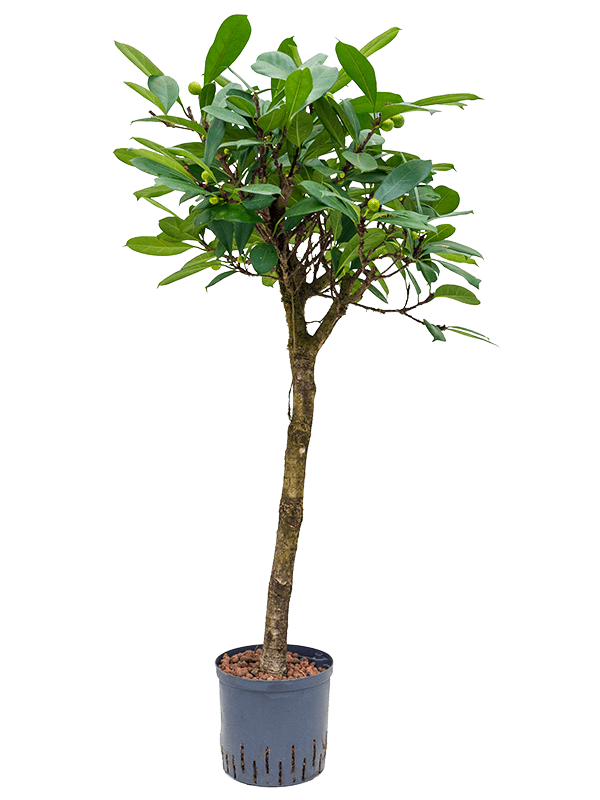 Lush African Fig Ficus cyathistipula Indoor House Plants
