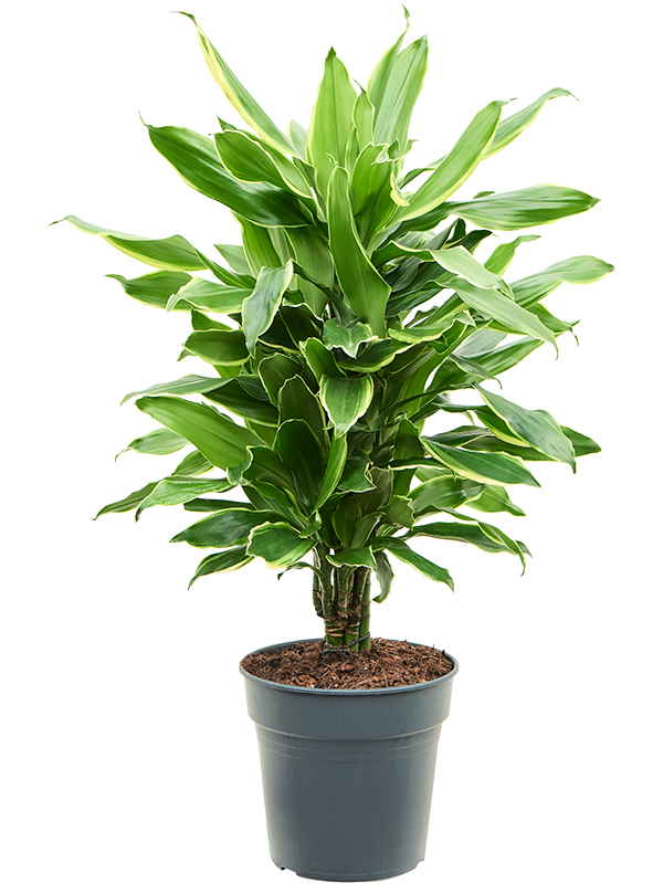Insta-friendly Corn Plant Dracaena fragrans 'Golden Coast' Tall Indoor House Plants Trees
