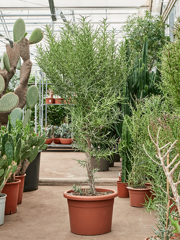 Easy-Care Euphorbia stenoclada Indoor House Plants