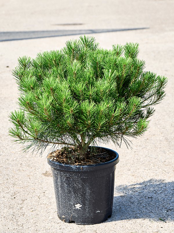Showy Japanese Red Pine Pinus densiflora 'Alice Verkade' Outdoor Plants