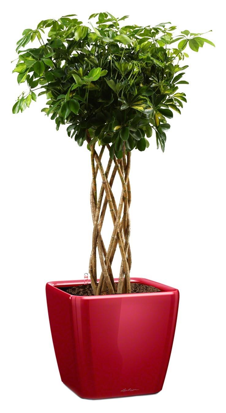Schefflera Arboricola Gold Capella in LECHUZA QUADRO LS 43 Self-watering Planter, Total Height 180 c