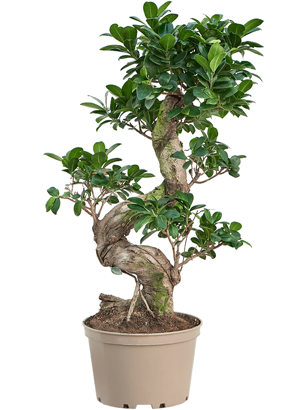 Lush Curtain Fig Ficus microcarpa 'Compacta' Tall Indoor House Plants Trees