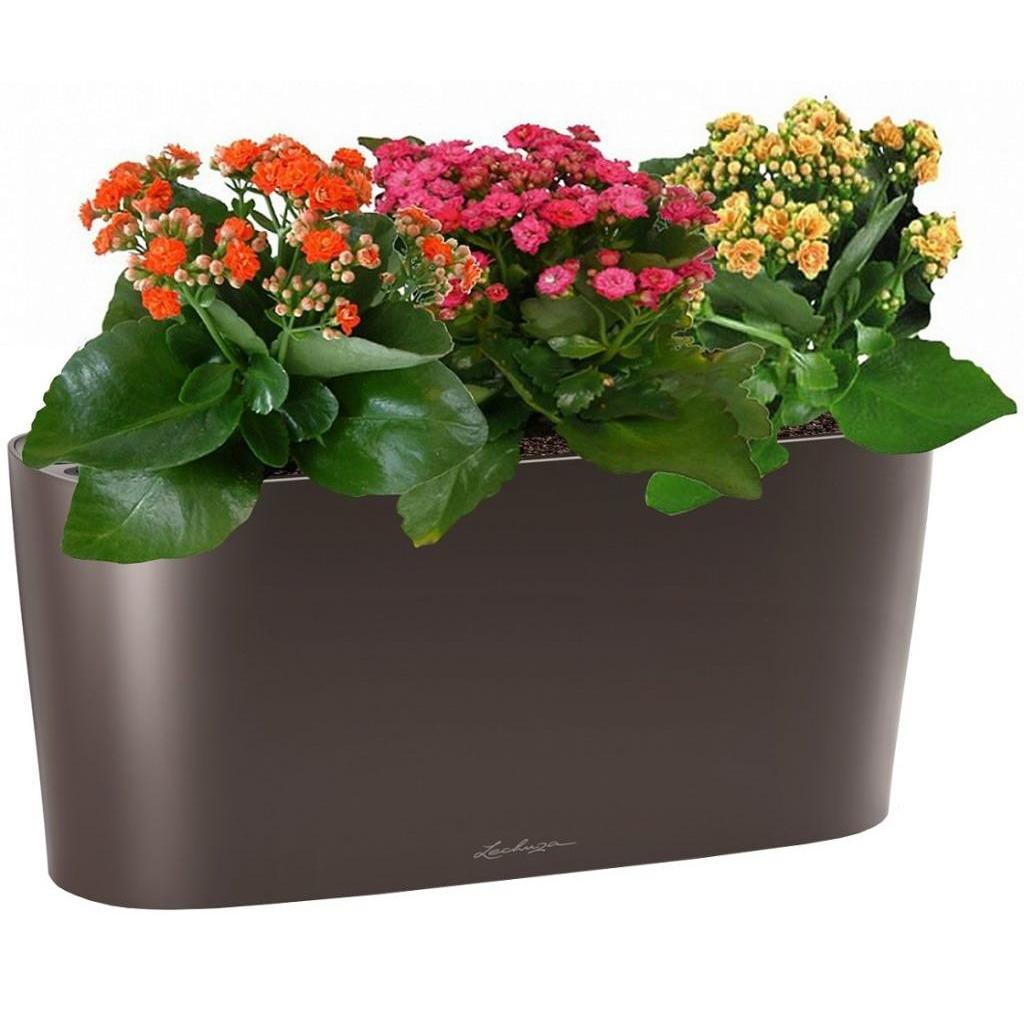 Blooming Kalanchoes in LECHUZA DELTA Self-watering Planter, Total Height 40 cm