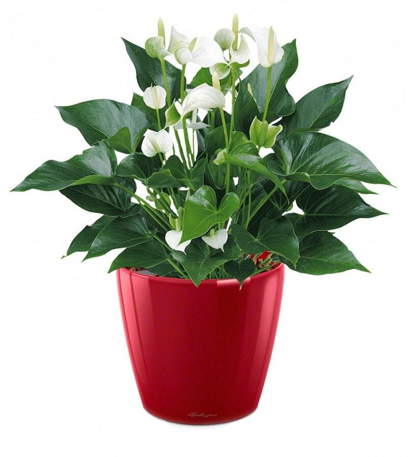 Blooming Anthurium White Champion in LECHUZA CLASSICO LS Self-watering Planter, Total Height 50 cm