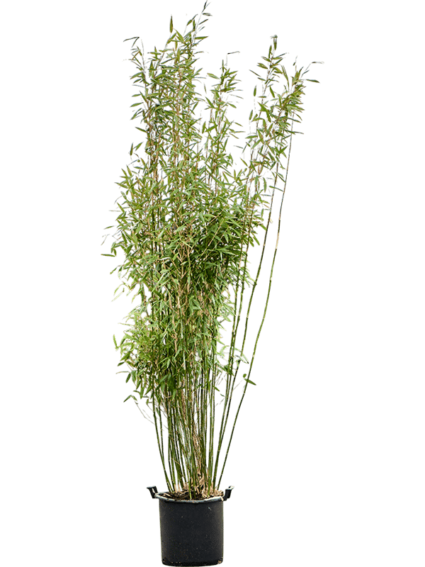 Fargesia murieliae 'Jumbo'