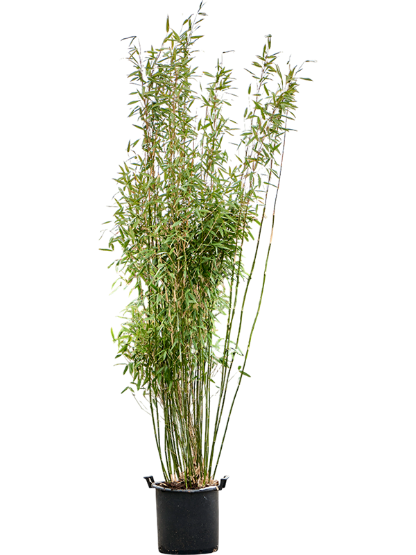 Fargesia murieliae 'Jumbo'