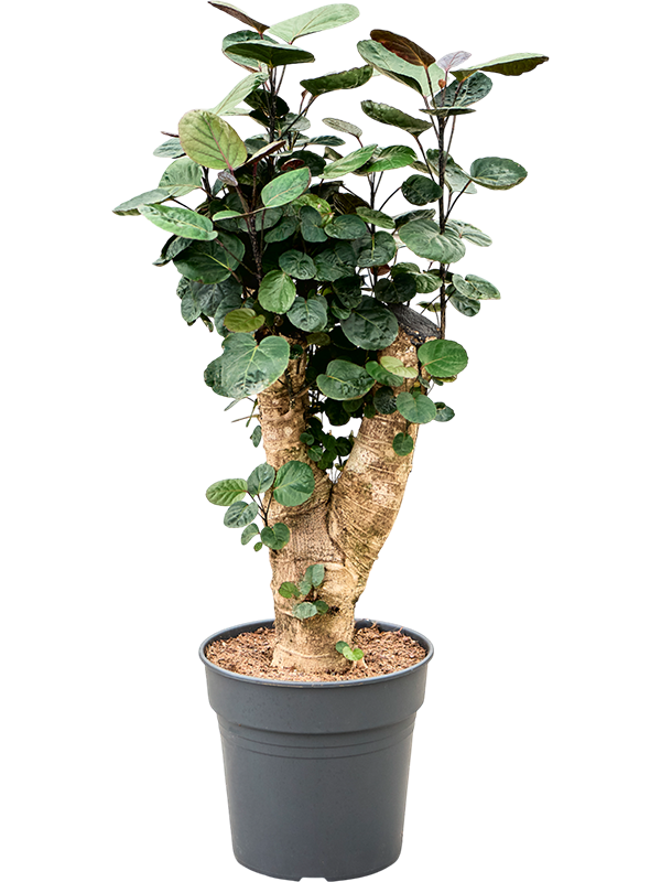 Polyscias (Aralia) Fabian