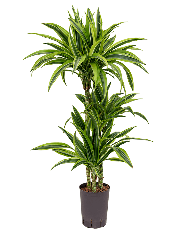 Colorful Corn Plant Dracaena fragrans 'Lemon Lime' Tall Indoor House Plants Trees