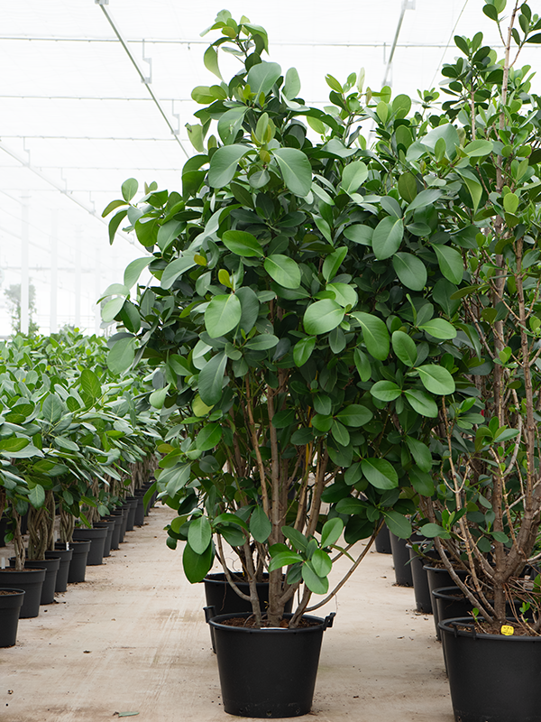 Lush Autograph Tree Clusia rosea 'Green Magic' Indoor House Plants