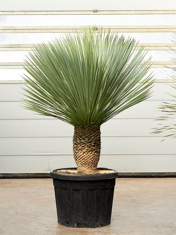 Photogenic Beaked Blue Yucca rostrata (170-200) Indoor House Plants
