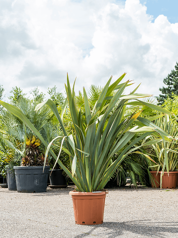 Phormium tenax (120-160)