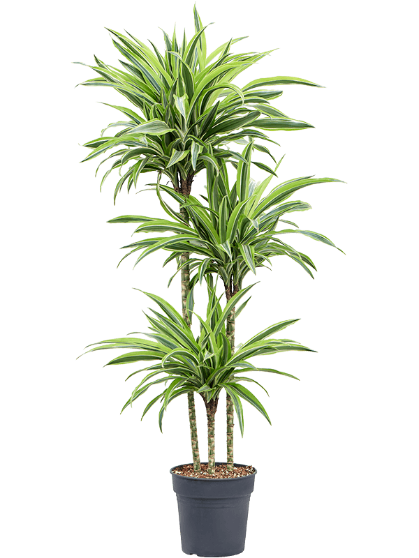 Colorful Corn Plant Dracaena fragrans 'Lemon Lime' Tall Indoor House Plants Trees