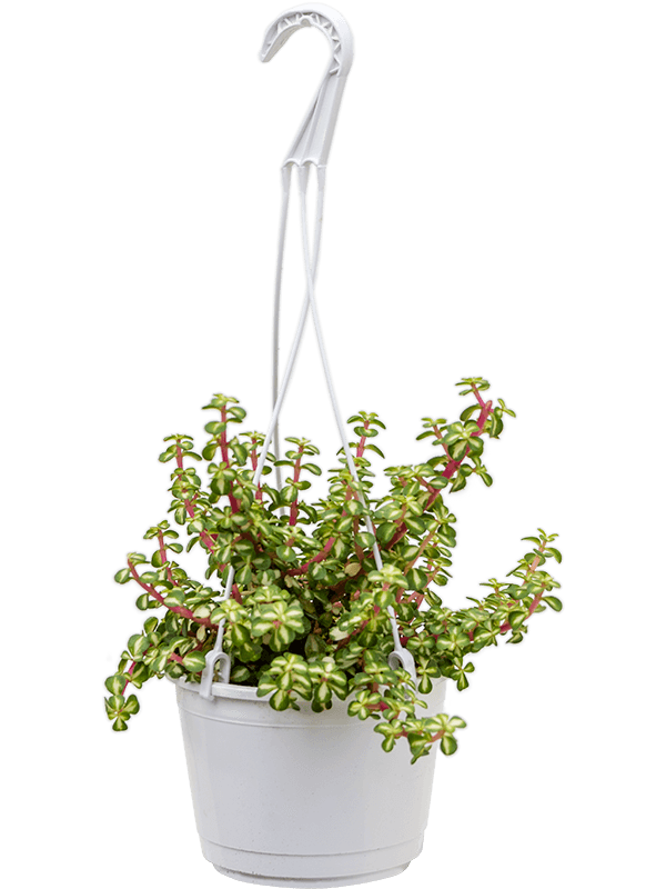Cute Rainbow Bush Portulacaria afra 'Variegata' Indoor House Plants