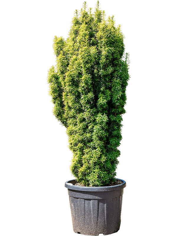 Photogenic English Yew Taxus baccata 'Fastigiata Aurea' (170-190) Outdoor Plants