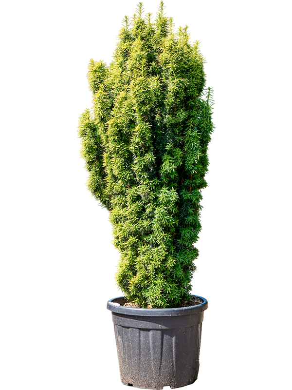 Photogenic English Yew Taxus baccata 'Fastigiata Aurea' (170-190) Outdoor Plants