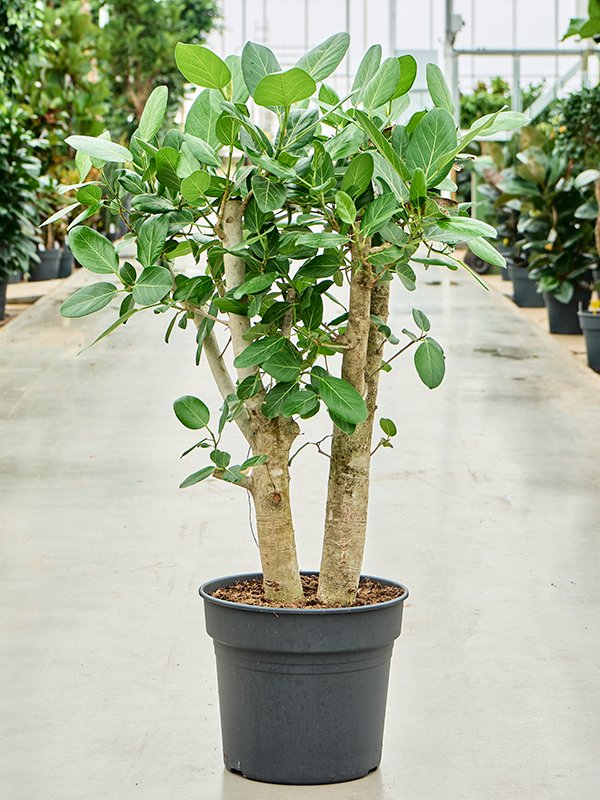 Lush Banyan Fig Ficus benghalensis (400-450) Tall Indoor House Plants Trees