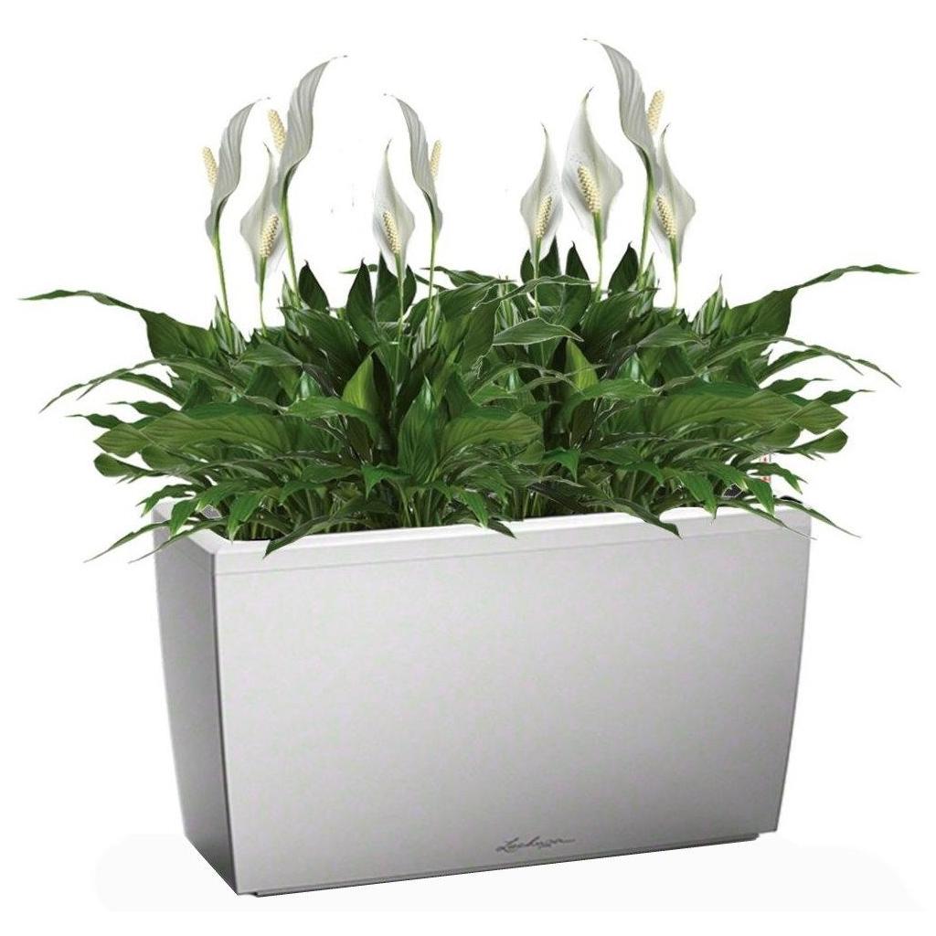 Blooming Spathiphyllum Chopin in LECHUZA CARARO Self-watering Planter, Total Height 70 cm