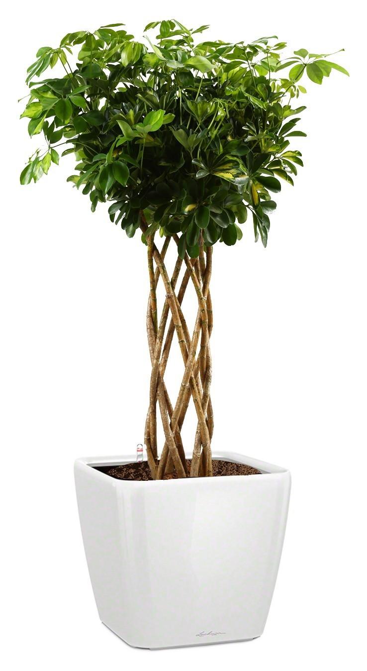 Schefflera Arboricola Gold Capella in LECHUZA QUADRO LS 43 Self-watering Planter, Total Height 180 c