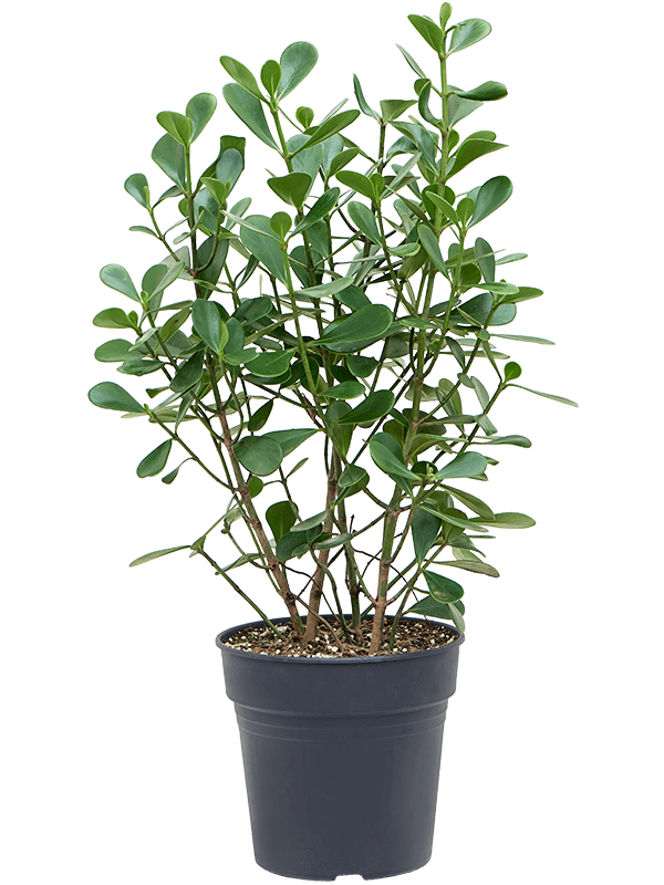 Graceful Autograph Tree Clusia 'Green Magic' Indoor House Plants