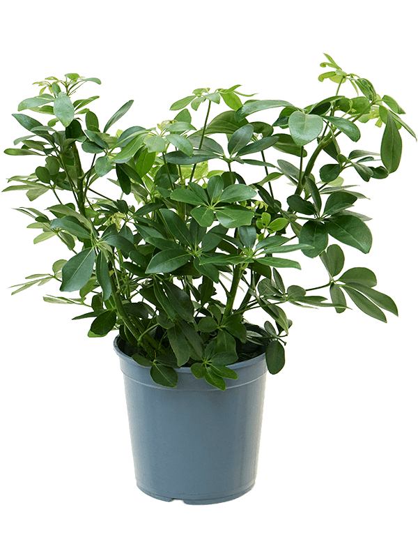 Colorful Umbrella Tree Schefflera arboricola Indoor House Plants