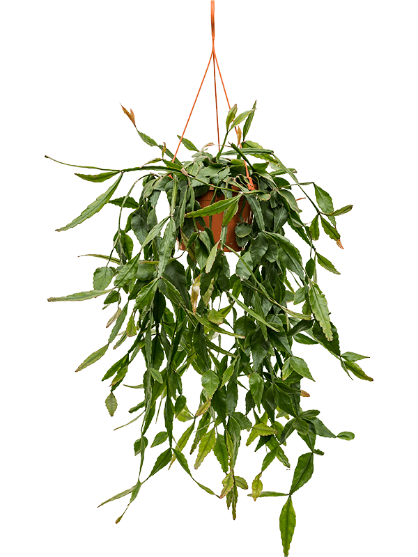Easy-Care Mistletoe Cactus Rhipsalis elliptica Indoor House Plants