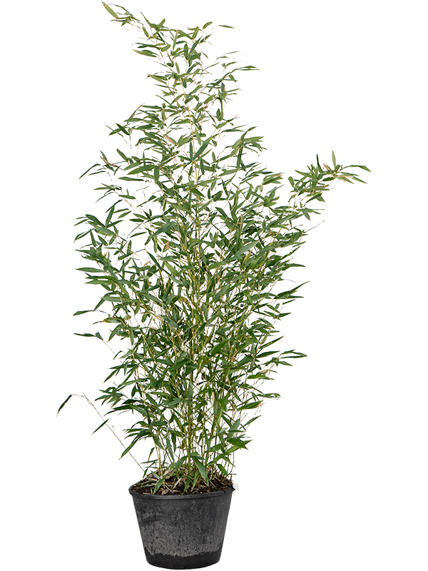 Easy-Care Bamboo Phyllostachys bissetii
