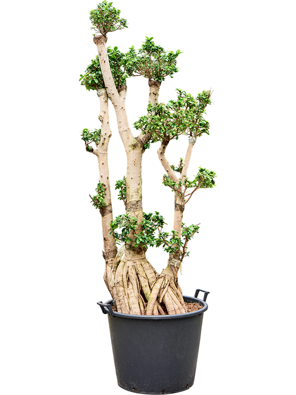 Lush Curtain Fig Ficus microcarpa 'Compacta' Tall Indoor House Plants Trees