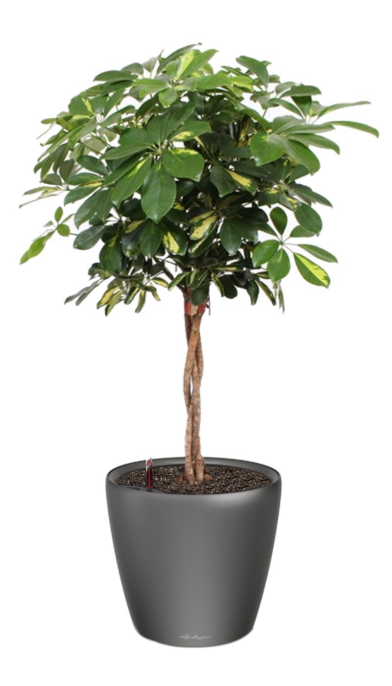 Schefflera Arboricola Gold Capella in LECHUZA CLASSICO LS Self-watering Planter, Total Height 140 cm