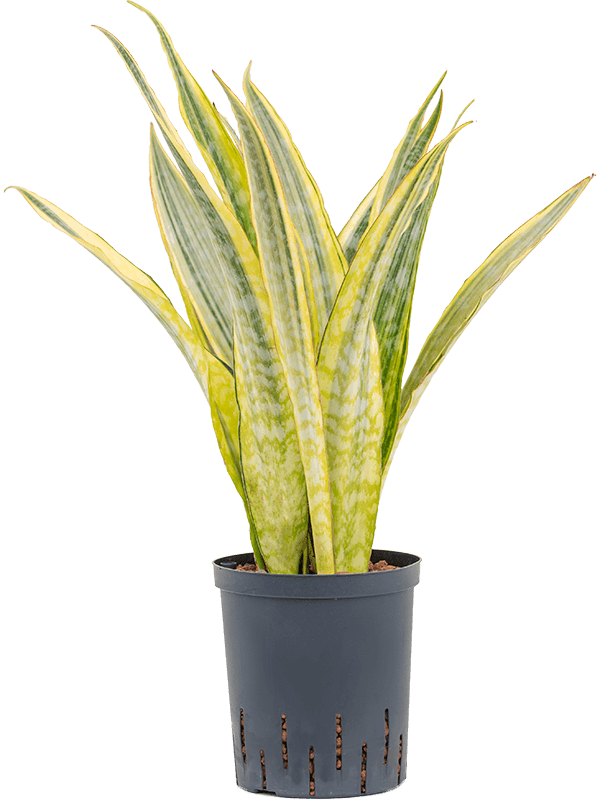 Colorful Snake Plant Sansevieria trifasciata 'Lauren' Indoor House Plants
