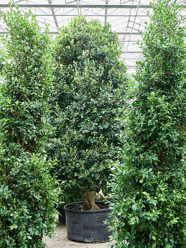 Lush Weeping Fig Ficus microcarpa ‘Nitida’ Tall Indoor House Plants Trees