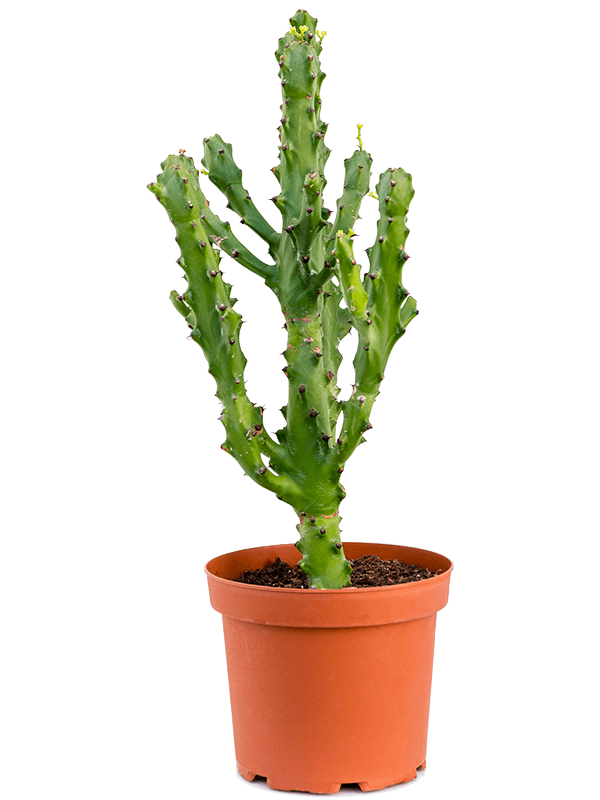 Trendy African Milk Tree Euphorbia antiquorum Indoor House Plants